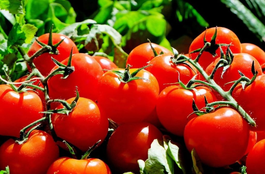 Tomates (50Kg)