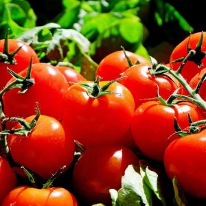 Tomates (50Kg)